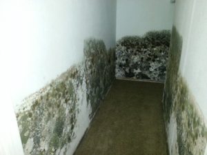 contaminated walls