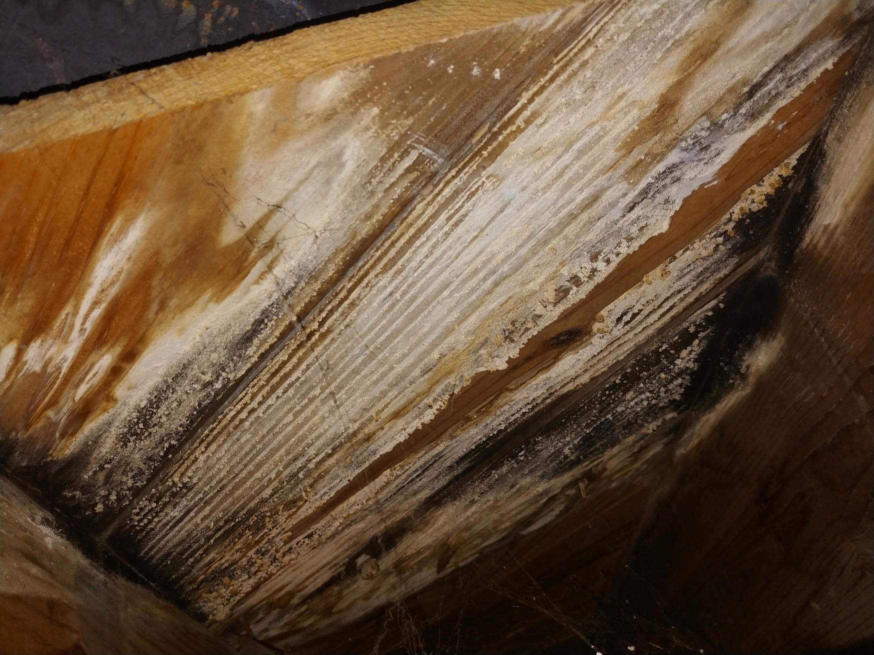 water damaged wood
